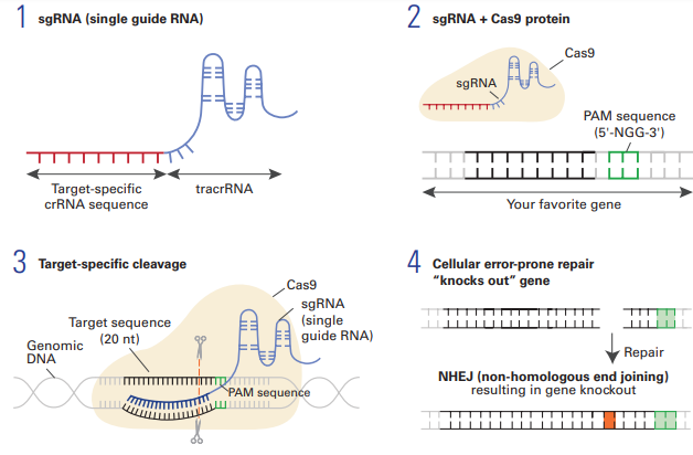 CRISPER Cas9 genome editing technique