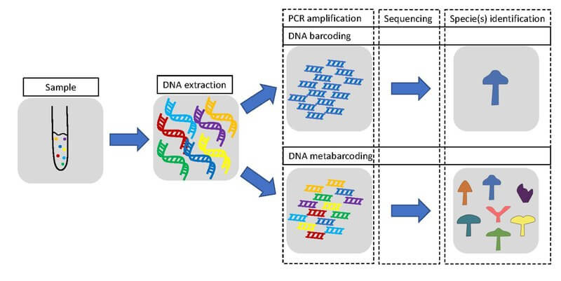 eDNA metabarcoding