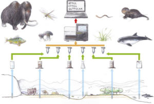 Environmental DNA (eDNA) - An Effective Biodiversity Monitoring Tool