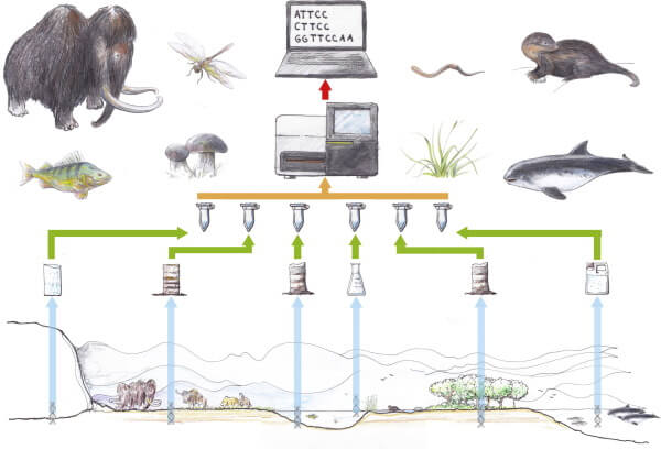 environmental DNA monitoring flow diagram