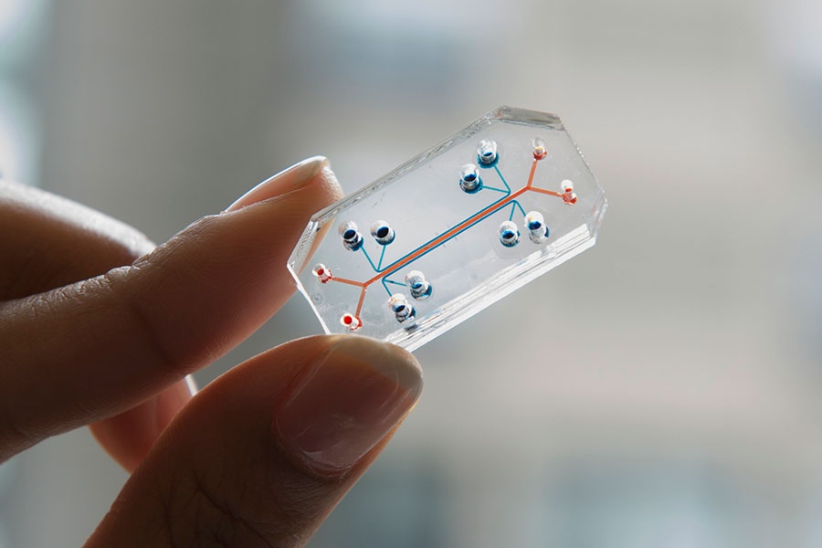 organ on a chip