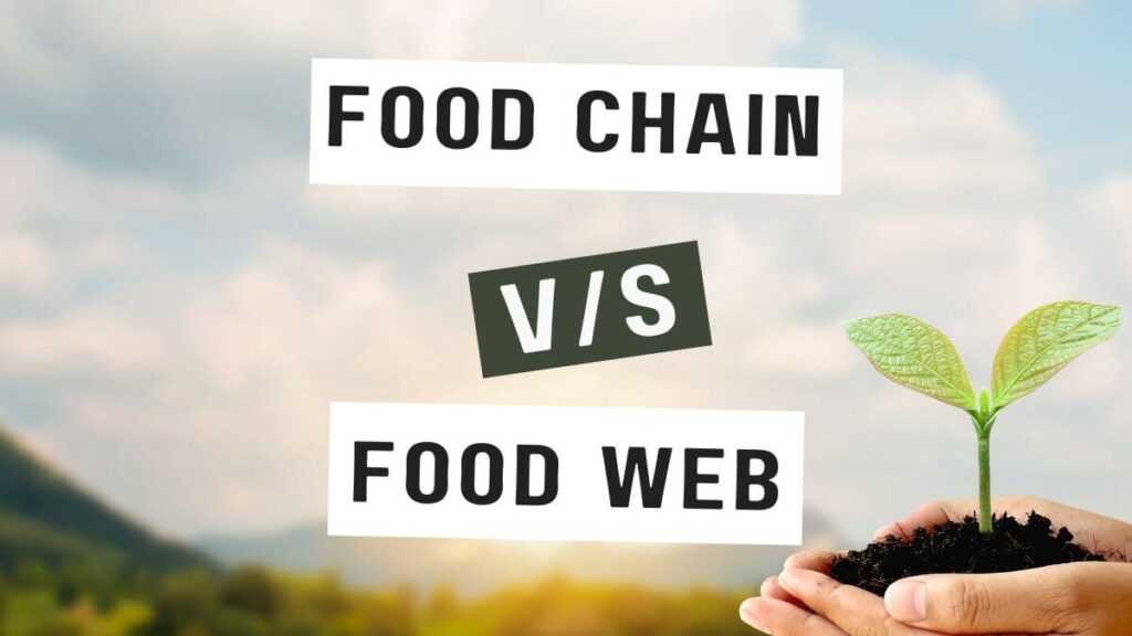 Difference Between Food Chain and Food Web