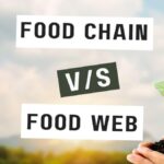 Difference Between Food Chain and Food Web