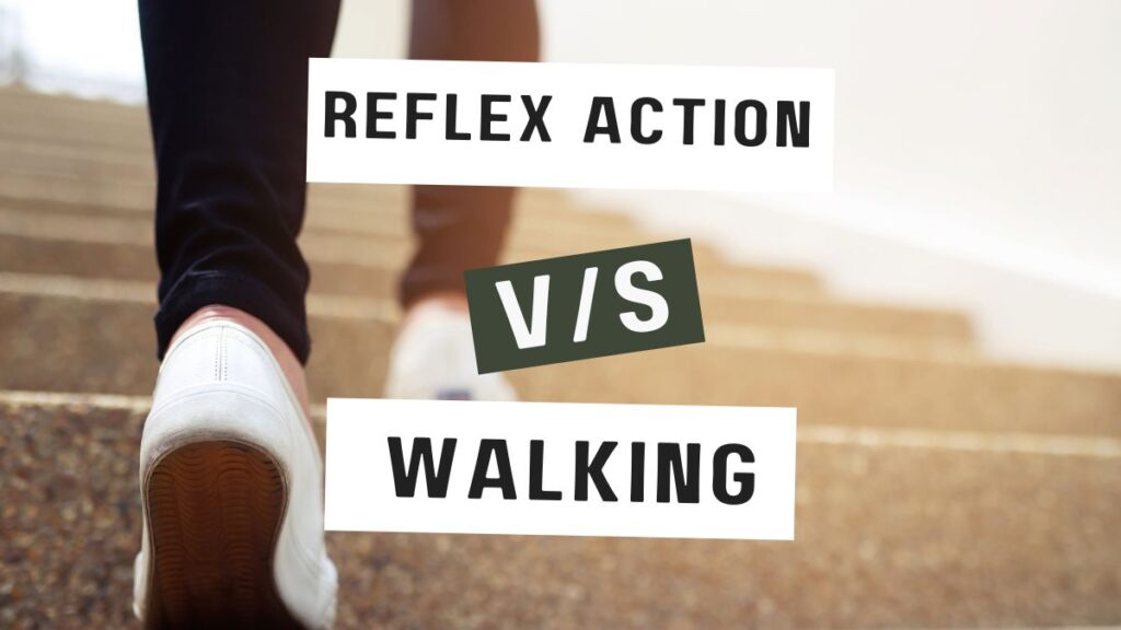 What is the Difference Between Reflex Action and Walking