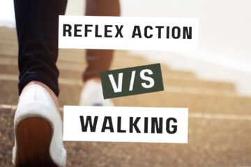 What is the Difference Between Reflex Action and Walking