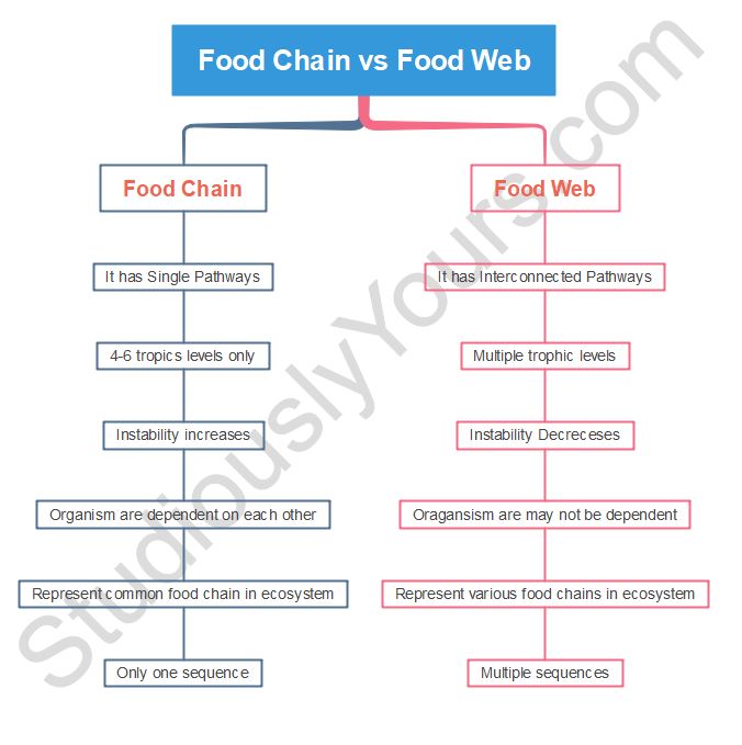 food chain vs food web